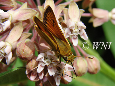 Delaware Skipper (Anatrytone logan)